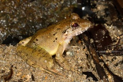 Limnonectes malesianus