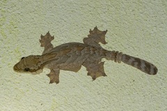 Gekko kuhli
