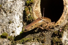 Sphenomorphus praesignis