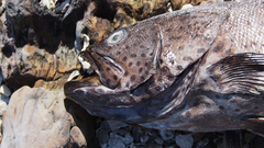 Plectropomus leopardus