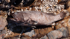 Plectropomus leopardus