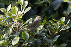 Phylloscopus borealis