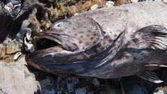 Plectropomus leopardus