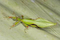 Phyllium hausleithneri