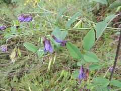 Vicia pseudo-orobus