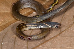 Gongylosoma longicauda