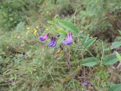 Vicia pseudo-orobus