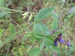 Vicia pseudo-orobus