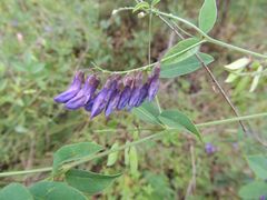 Vicia pseudo-orobus