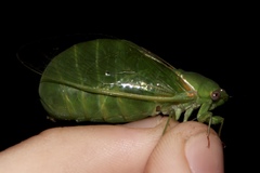 Glaucopsaltria viridis