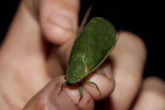 Glaucopsaltria viridis