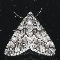Lipogya exprimataria