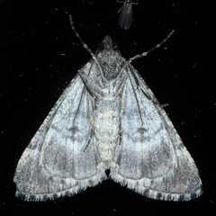 Lipogya exprimataria