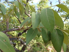 Lannea discolor