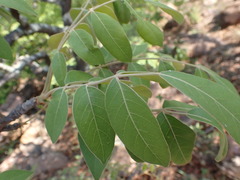 Lannea discolor