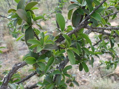 Ximenia caffra