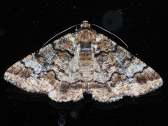Cryphaea xylina