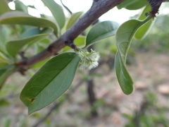 Ximenia caffra