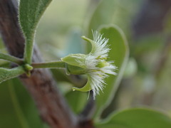 Ximenia caffra