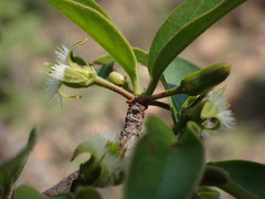 Ximenia caffra