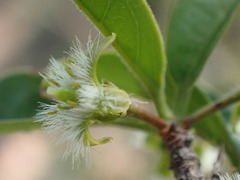 Ximenia caffra