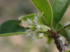 Ximenia caffra
