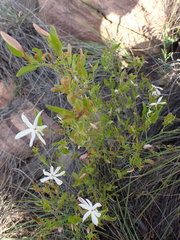 Jasminum multipartitum