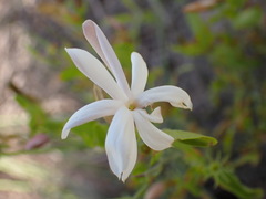 Jasminum multipartitum