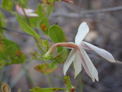 Jasminum multipartitum