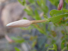 Jasminum multipartitum