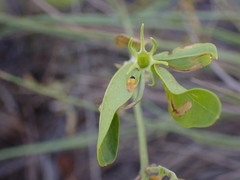 Jasminum multipartitum