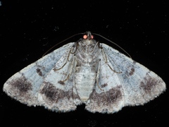 Cryphaea xylina