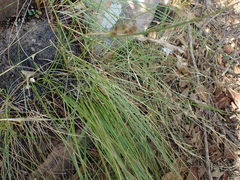 Coleochloa setifera setifera