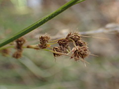 Coleochloa setifera setifera