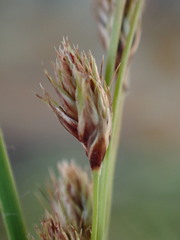 Coleochloa setifera setifera