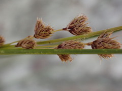 Coleochloa setifera setifera