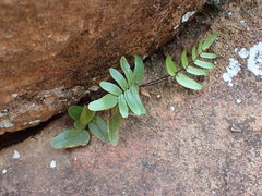 Pellaea dura