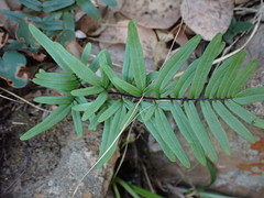 Pellaea dura