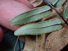 Pellaea dura