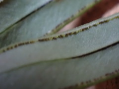 Pellaea dura