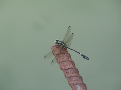 Lamelligomphus formosanus