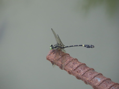 Lamelligomphus formosanus