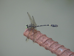 Lamelligomphus formosanus
