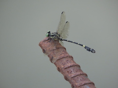 Lamelligomphus formosanus