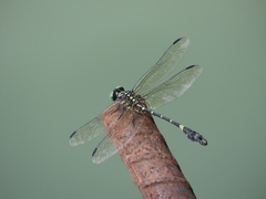 Lamelligomphus formosanus