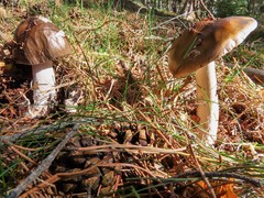 Amanita submembranacea