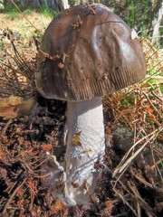 Amanita submembranacea