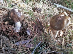 Amanita submembranacea