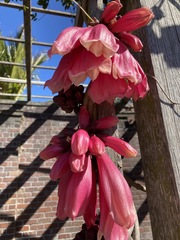 Tecomanthe dendrophila