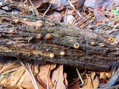 Sphaerobolus stellatus